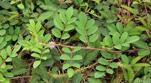 Image result for Indigofera astragalina