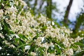 アセビ 馬酔木 の花言葉と育て方 名前の意味や開花時期は Horti ホルティ By Greensnap