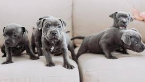 How Much Does A Dog Or Puppy Cost? – Forbes Advisor