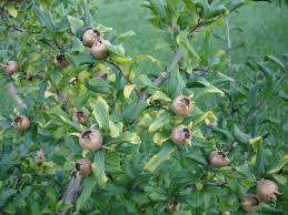 ··· hei gou qi new harvest whole dried black medlar fruits for sale black medlar products details: Medlar Mespilus Germanica Hardy Fruit Trees For Orchards Carya Nursery