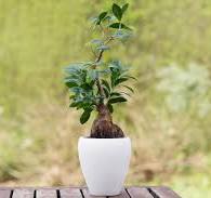 How to Grow and Care for Ginseng Ficus Bonsai