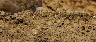 Image result for Dipcadi bakerianum