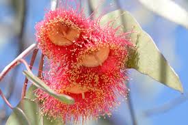 Image result for Clappertonia ficifolia