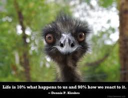 Quotation Stations Secondary Gab Go Discussion Prompts Animals Pet Birds Emu