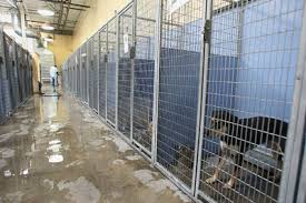 Maybe you would like to learn more about one of these? 28 Lied Animal Shelter Workers Fired Las Vegas Review Journal