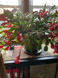 Plus, find out how to get yours to flower again. My Christmas Cactus Share Yours 2peas Refugees