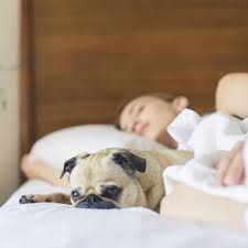 Und das wirkt auf uns menschen mindestens genauso entspannend, wie für unsere hunde. Mit Dem Hund In Einem Bett Schlafen Es Gibt Jede Menge Grunde Dafur Stern De