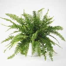 14 Easy To Grow Houseplants That Deserve A Spot In Your Living Room Or Office Plants Bathroom Plants Air Purifying House Plants