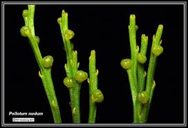 Image result for Psilotum nudum