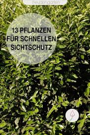 Schnell Wachsende Pflanzen Als Sichtschutz Wachsenden Pflanzen Schnell Wachsende Pflanzen Pflanzen