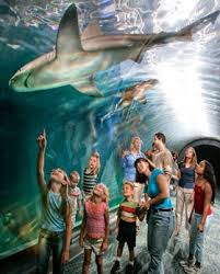 Adventure Aquarium Celebrates Presidents Day Weekend With A Cabin Fever 15 Ticket Promotion Adventure Public Aquarium Marine Ecosystem