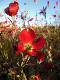 How and when to plant dogwood trees. Cornus Florida Cherokee Brave Comco 1 Pink Flowering Dogwood For Sale