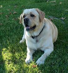 We did not find results for: English Labrador Vs American Labrador Top 10 Differences Marvelous Dogs