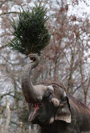 An Elephant Munchs On Christmas Trees In Her Enclosure At Berlin S Zoologischer Garten Zoo On January 4 2013 In Berlin G Animal Photo Animals Elephant Eating