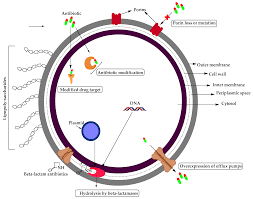 This thin layer does not retain the initial crystal violet dye but picks up the pink color of the. Molecules Free Full Text Resistance Of Gram Negative Bacteria To Current Antibacterial Agents And Approaches To Resolve It Html