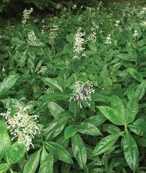 Image result for Plectranthus alboviolaceus