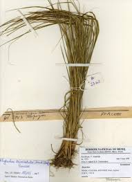 Image result for Rhytachne triaristata