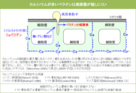 有機酸カルシウム サンカルシューム 清和肥料工業株式会社