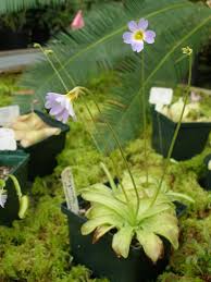 Pinguicula primuliflora pinguicula primuliflora, commonly known as the southern butterwort or primrose butterwort, is a species of carnivorous plant belonging to the genus pinguicula. Pinguicula Primuliflora Alchetron The Free Social Encyclopedia