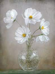 Cosmos By Mandy Disher 500px Flower Painting Cosmos Flowers Nature Paintings