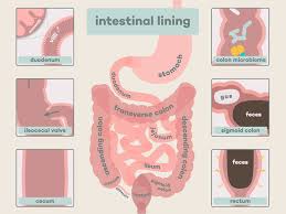 Willie colon assistant animatic editor at nickelodeon animation for santiago of the seas glendale, california, united states 386 connections Intestinal Lining Animation Design Anatomy Art Sigmoid Colon