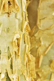 Close Up Of The Flaky Bark On The Trunk Of A Kobas Tree Cyphostemma Currorii Kirstenbosch National Botan National Botanical Gardens Angola Tree Bark Texture