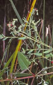 Image result for Lintonia nutans