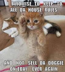 I Promise Funny Cat Memes Funny Animal Jokes Baby Animals Funny
