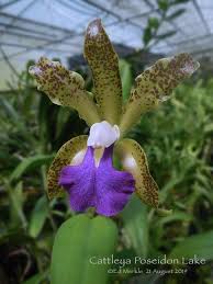 Any tree serves to help form the backbone of the landscape, but flowering trees add pizazz to a yard in a way that few other plants. Cattleya Poseidon Lake