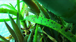 Aloe vera plants do well grown in direct sunlight, but sometimes too much light can damage your to deal with sunburned aloe plants, simply move them into a spot with more shade and diffuse light. Aloe Black Spot Black Spot On Aloe Gasteria Plants Youtube