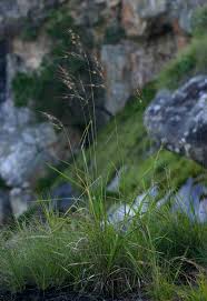 Image result for Tristachya