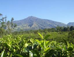Malang merupakan salah satu kota di jawa timur yang memiliki banyak potensi wisata. Kebun Teh Ptpn Wonosari Berwisata Sambil Mempelajari Tentang Teh Tempat Me
