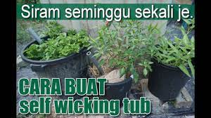 .1.9 tanaman sayuran tajuk kecil : Tanam Dalam Pasu Di Rumah Tak Perlu Siram Hari Hari Senangnya Nak Buat Kebun Sayur Youtube