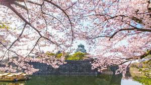 Well done on bringing thanks so much! History And Cherry Trees At Osaka Castle Park Nippon Com