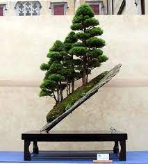 Growing And Caring For Bonsai Trees Bonsai Empire Juniper Bonsai Bonsai Tree Bonsai Forest