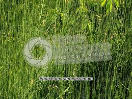 Image result for Equisetum ramosissimum