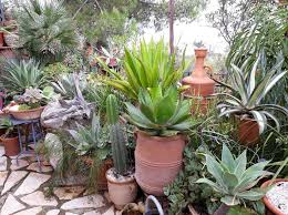 Note, when you have several cacti in one pot, you'll need to be very observant. Container Gardening