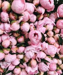 Just Living Is Not Enough One Must Have Sunshine Freedom And A Little Flower Just Living Is Not Enough One Must Have Sunshine Freedom And A Little Flower A Cup Of Coffee Doesn T Hurt Either S Flowers Flower Images Peonies