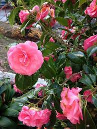 Camellia Japonica In Bloom Sometimes Called The Winter Rose Flowers Camellia Rose
