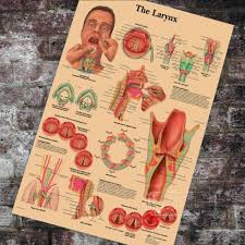 us 3 98 medical anatomy anatomical the larynx chart classic canvas paintings vintage wall posters stickers home decor gift in painting calligraphy