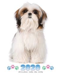 All colors and markings are permissible. Dog Shih Tzu Price