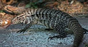 Black And White Tegu Lizard Sc Salvator Merianae Teiu Grande Teiu Animais Animais Exoticos