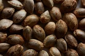 Once the root is broken, your seed will no longer be viable. Cannabis Seed Definition Information Weedmaps