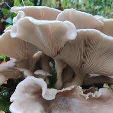 Image result for Ozoroa marginata