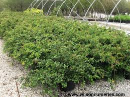 Zehr's flowers and landscaping are doing a wonderful job! Texas Scarlet Quince Wilson Nurseries