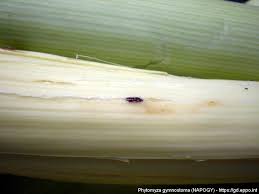 Image result for phytomyza gymnostoma