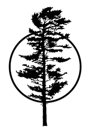 White Pine White Pine Tree Tree Silhouette Tattoo Pine Tree Tattoo