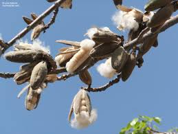 Image result for Malvaceae subfamily Bombacoideae