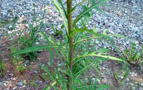 Image result for Lactuca ugandensis
