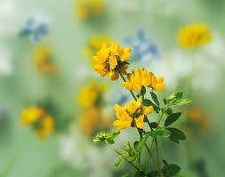 Image result for Lotus corniculatus